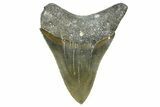 Serrated, Fossil Megalodon Tooth - North Carolina #368439-1